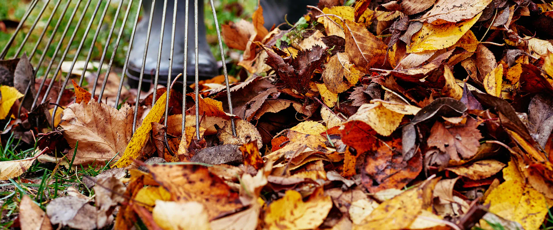 fallen leaves cleanup